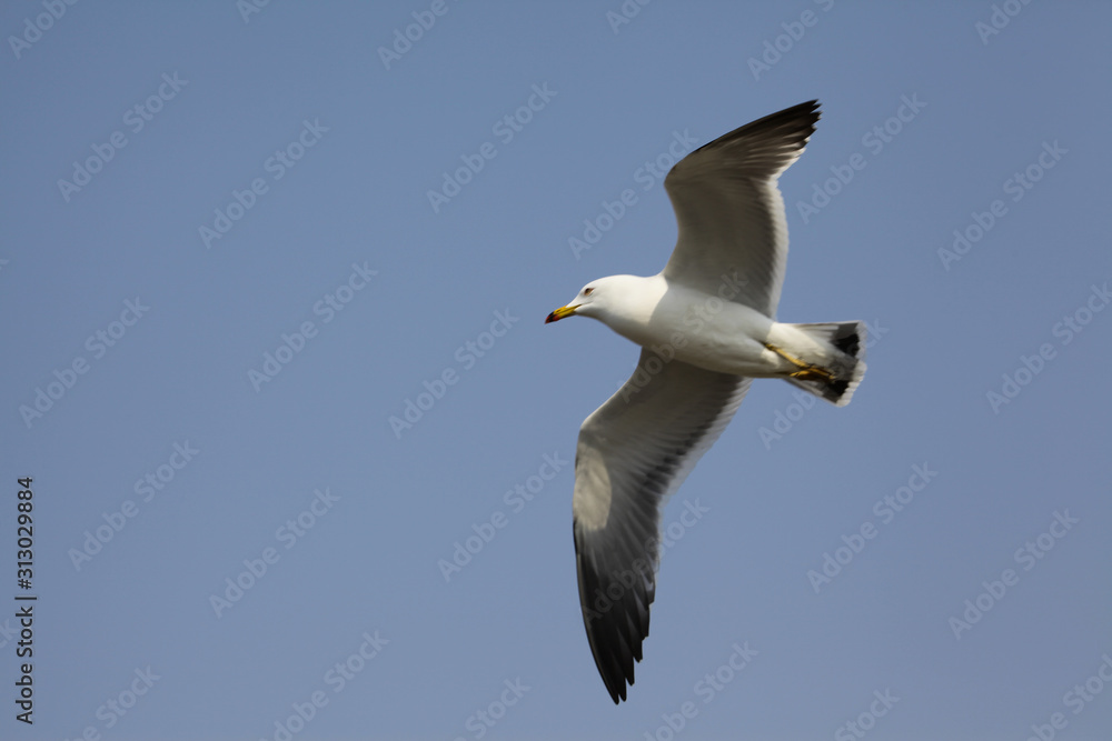 free seagulls free seagulls