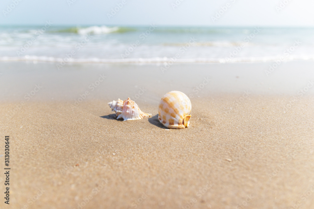 Shells on the beach at the sea concept summer for travel and holiday with soft wave background Shells on the beach at the sea concept summer for travel and holiday with soft wave background