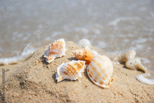 Shells on the beach at the sea concept summer for travel and holiday with soft wave background