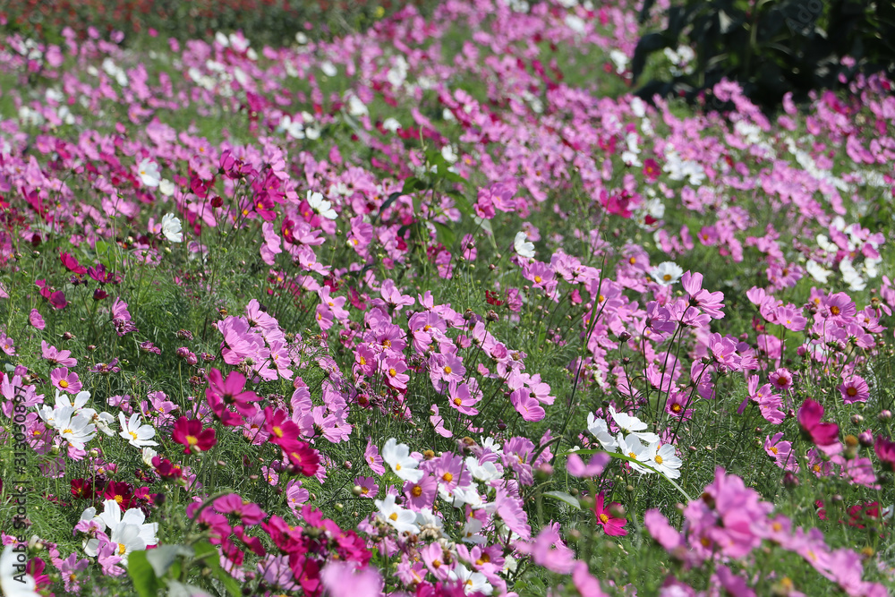 Cosmos sulphureus flower fields in white and pink color. It is also known as sulfur cosmos and attract birds and butterflies.