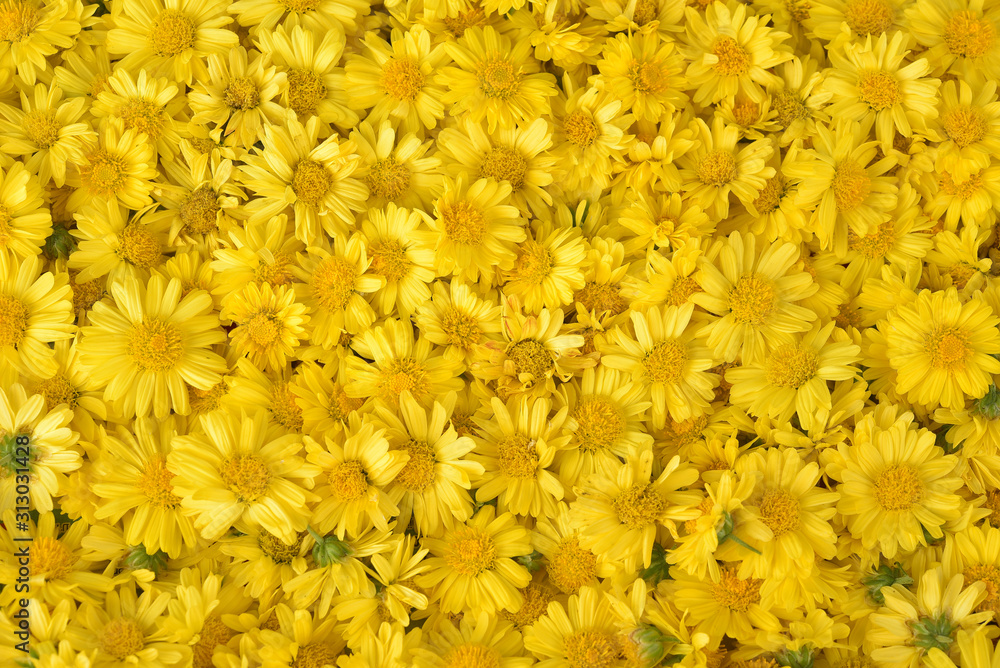 Fototapeta premium Chrysanthemum background texture outdoor
