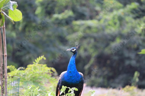 Closeup of a Peacock