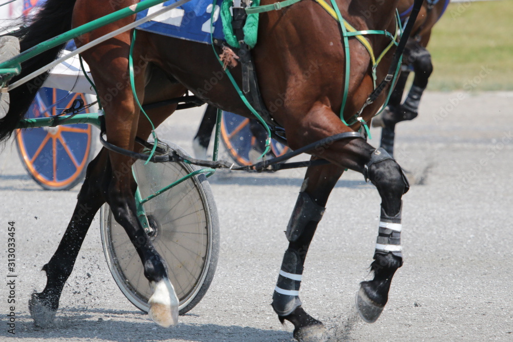 Fotografie Harness Horse Racing Action