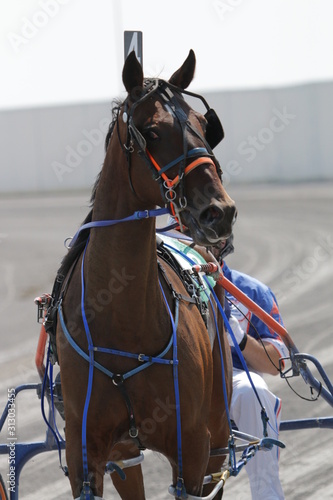 Harness Horse Racing Action photo