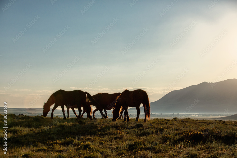 Wild Horse Herd