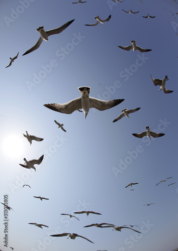 flying seagulls