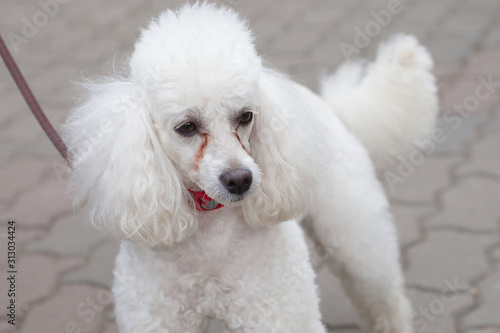 A beautiful white poodle stares intently to the side. Pet Favorite © Евгений Казанцев