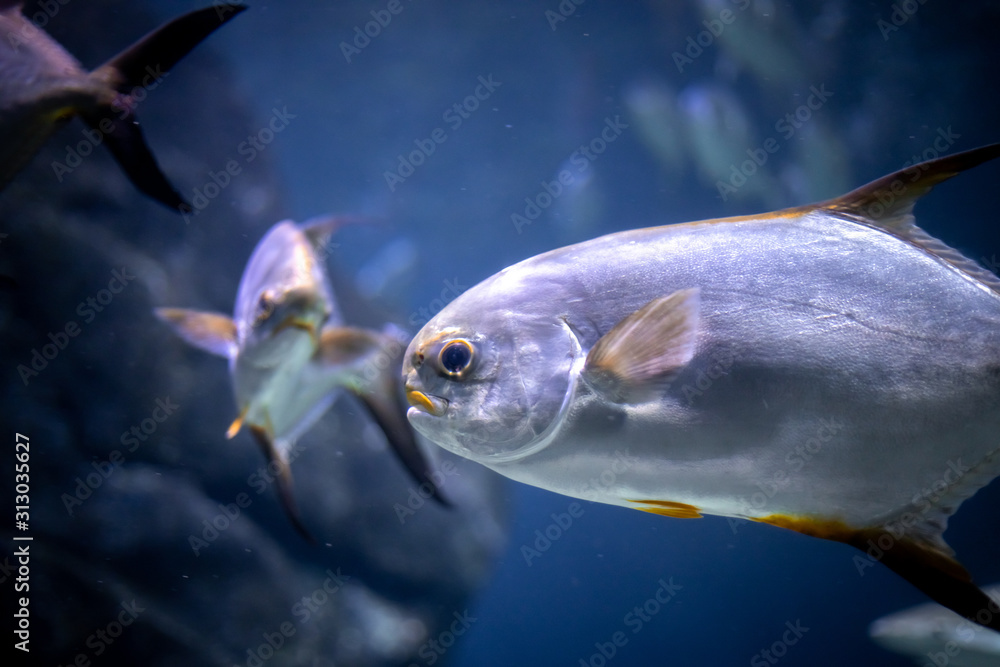 Naklejka premium Pompano fish in an aquarium