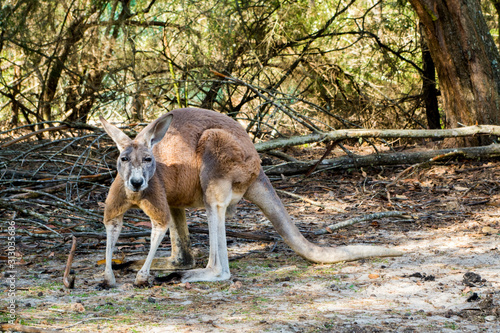 Kangaroo looking straight to the camera, angry (New South Wales, Australia)