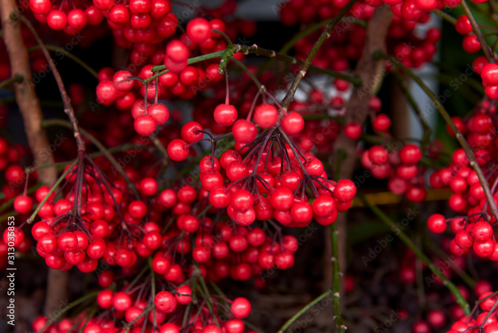 Chinese New Year's Eve plant, red ardisia crenata fruit Chinese New Year's Eve plant, red ardisia crenata fruit