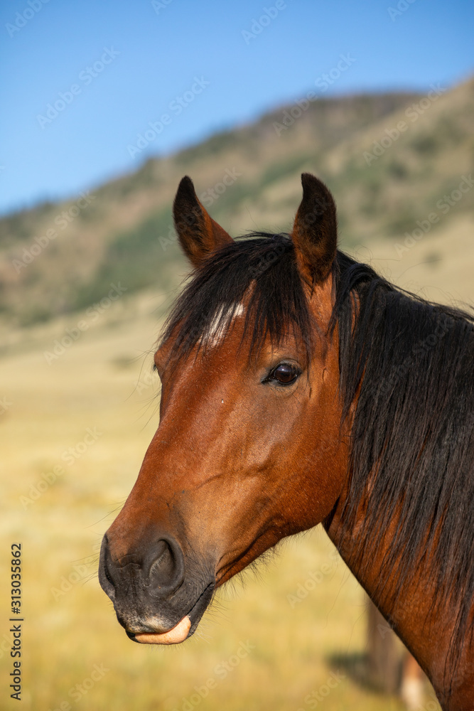 Fototapeta premium Dzikie konie