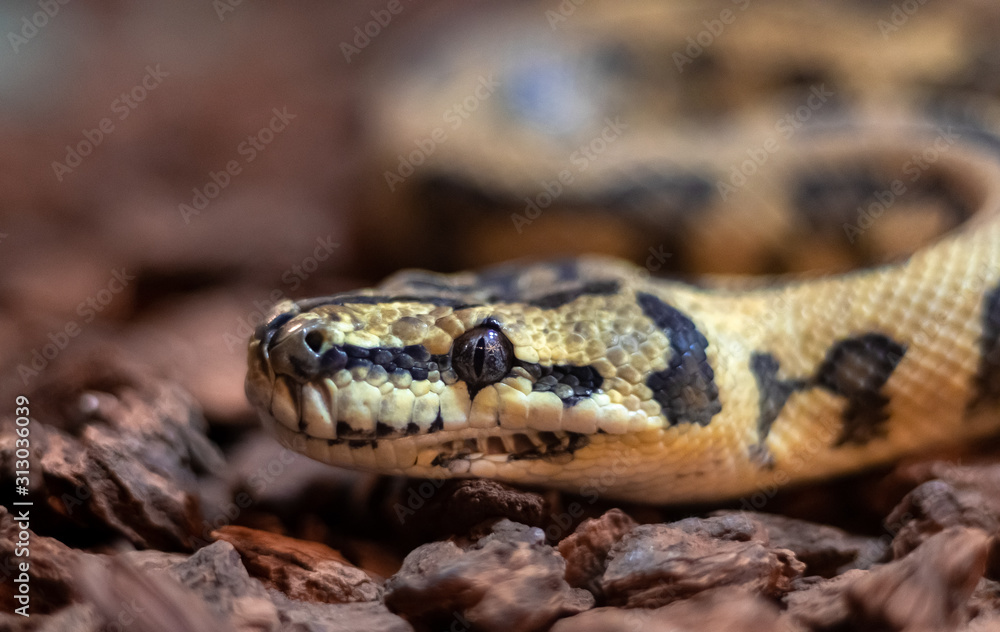 Red hypomelanistic Jaguar Carpet Python (Morelia spilota cheynei) in the dark Red hypomelanistic Jaguar Carpet Python (Morelia spilota cheynei) in the dark