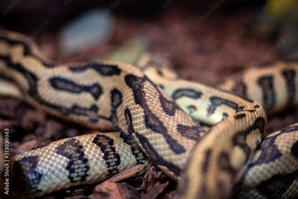 Red hypomelanistic Jaguar Carpet Python (Morelia spilota cheynei) in the dark Red hypomelanistic Jaguar Carpet Python (Morelia spilota cheynei) in the dark