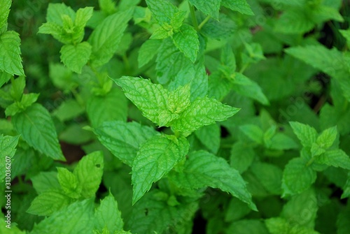 Fresh peppermint growing in the garden. Mint plants. Aromatherapy.