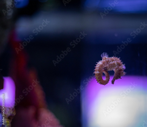 Pot-belly seahorse (Hippocampus abdominalis) at SeaLife Ocean World Bangkok photo