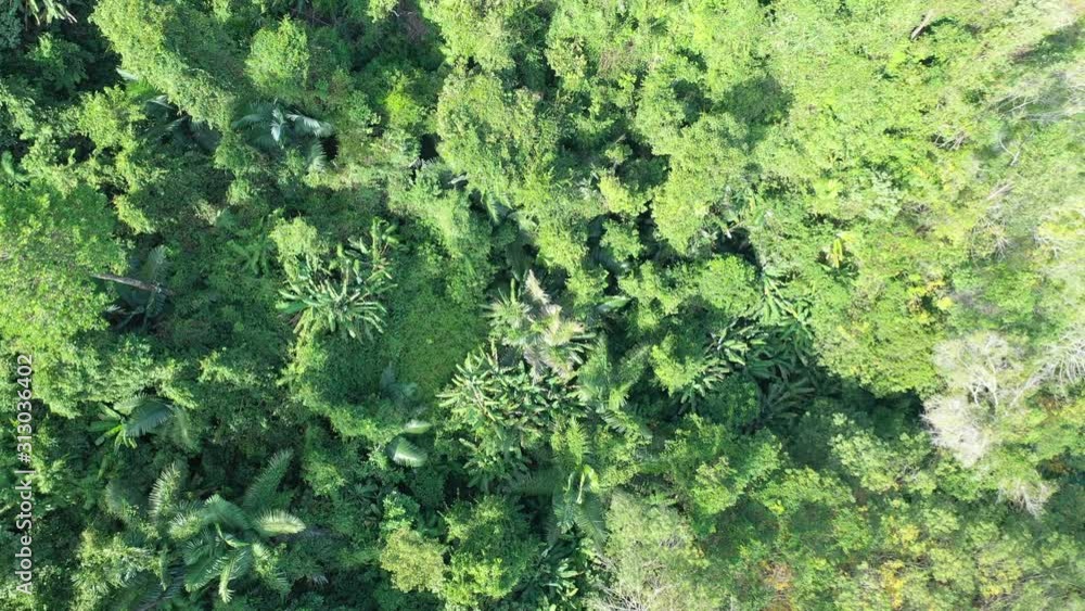 Deforestation of rain forest in Southeast Asia Deforestation of rain forest in Southeast Asia