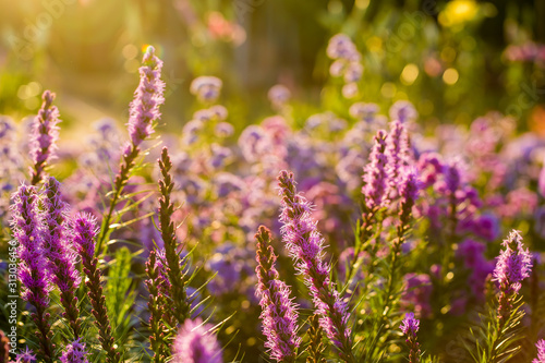 Beautiful flowers in the garden  outdoor Chiangmai Thailand