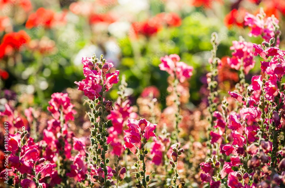 Obraz premium Beautiful flowers in the garden, outdoor Chiangmai Thailand