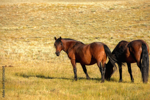Wild Horses © Terri Cage 