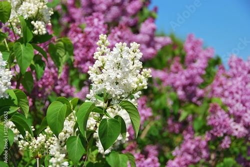 White and purple lilac flowers. Lilac petals in blue sky. Lilac flowers background. Hello spring. Blossoming lilac.