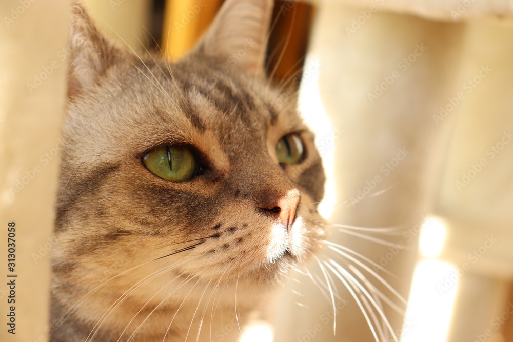 鼻に光が当たる猫アメリカンショートヘアー