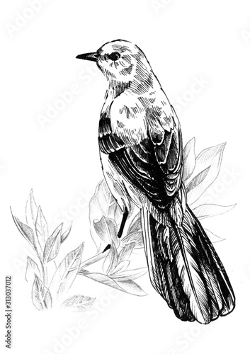 Fototapeta Mockingbird sitting on a branch. Ink graphics.