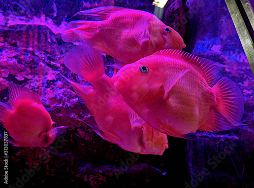 blood parrot cichlid  commonly known as aquarium parrot fish swimming in the aquarium tank. photo