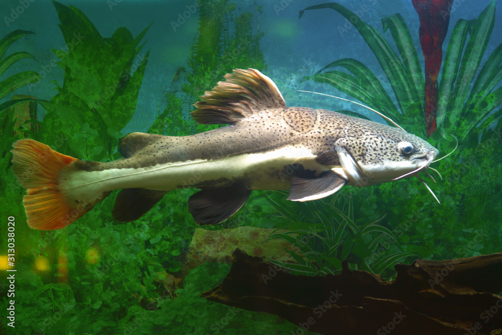 Catfish. Red-tailed catfish in an aquarium Catfish. Red-tailed catfish in an aquarium