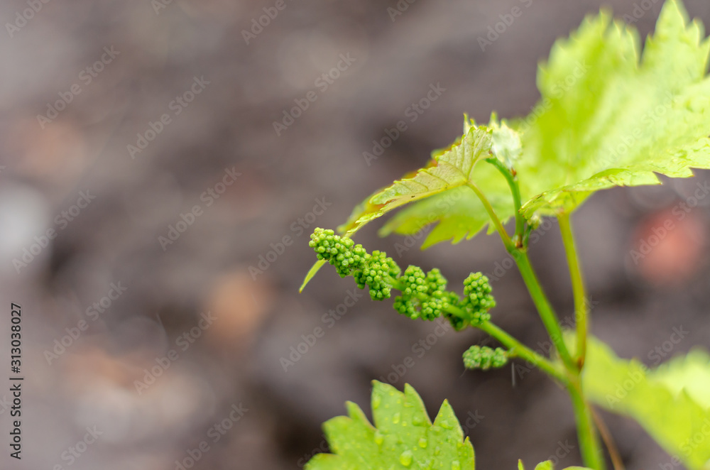 Fototapeta premium Young green grape closeup on a blurred background.