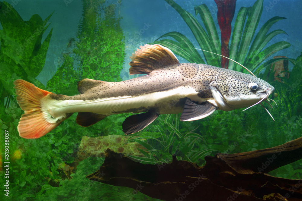 Catfish. Redtailed catfish in an aquarium Stock Photo Adobe Stock