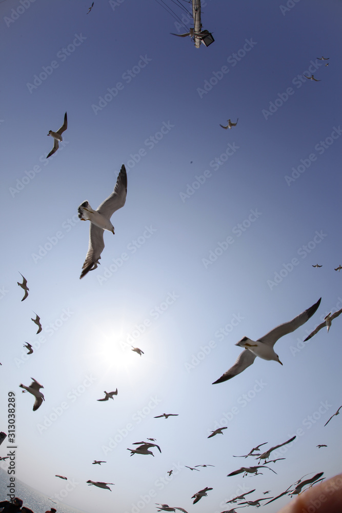 Naklejka flying seagulls