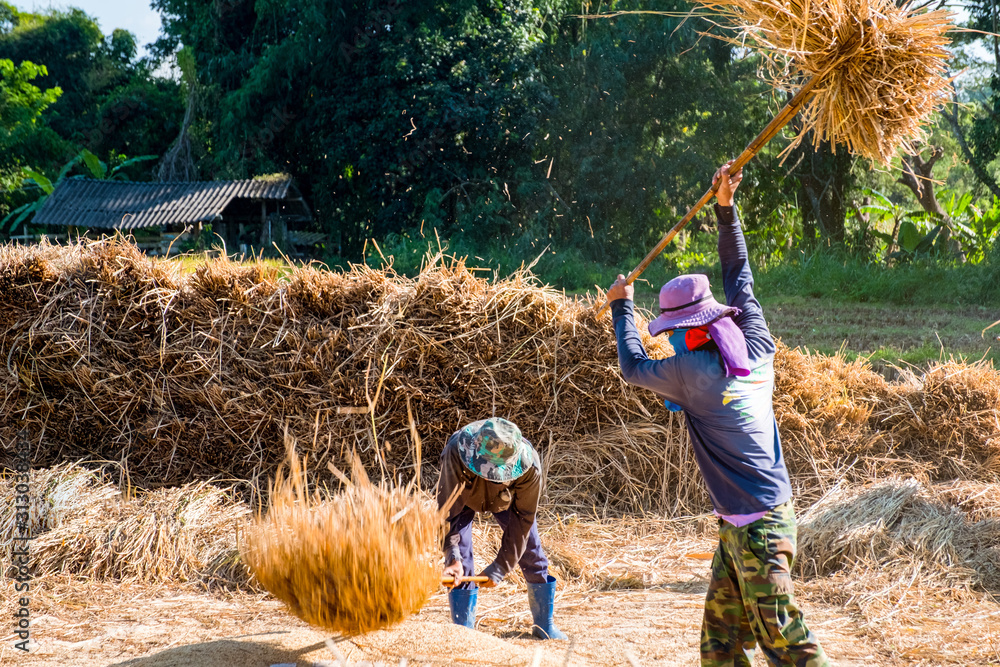 Εκτύπωση καμβά Thai Traditional Rice Harvest.