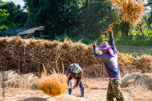 Thai Traditional Rice Harvest.