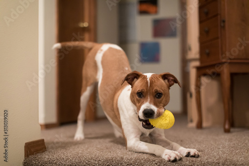 cute puppy playing with toy inside house