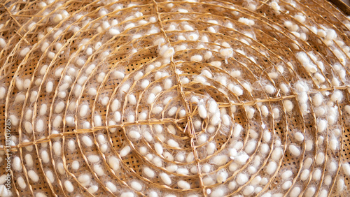 Silk cocoon in the nest