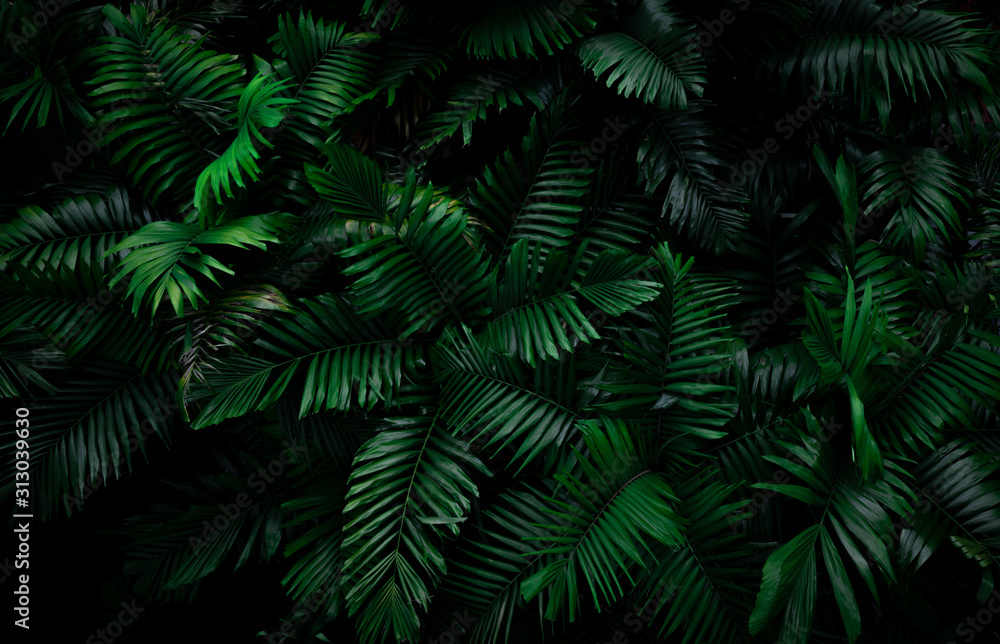 Fern leaves on dark background in jungle. Dense dark green fern leaves in garden at night. Nature abstract background. Fern at tropical forest. Exotic plant. Beautiful dark green fern leaf texture.