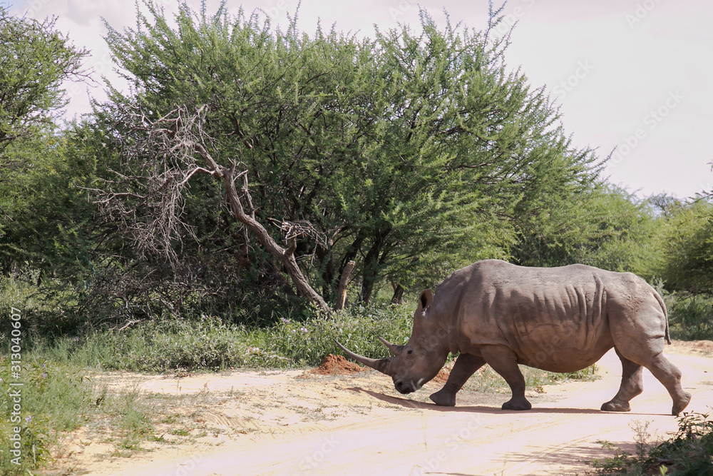 Fototapeta premium rhinoceros in bush with horn