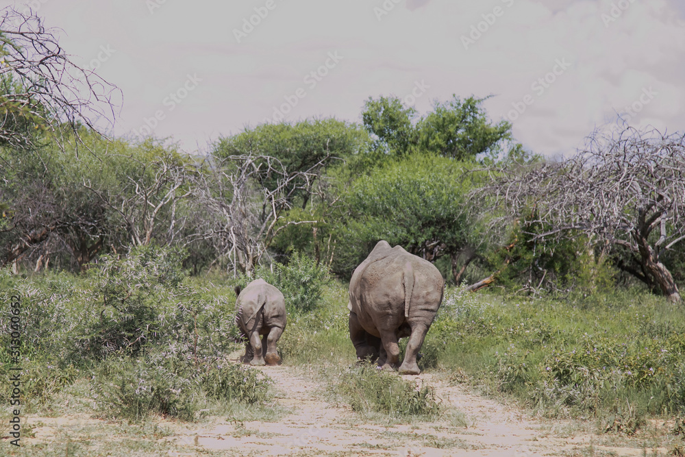 Fototapeta premium rhinoceros mother and baby walking away