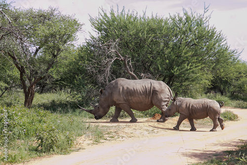 rhinoceros in south africa