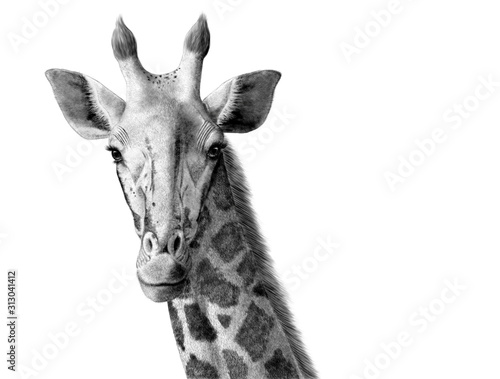 giraffe digital ink illustration © nicolasprimola