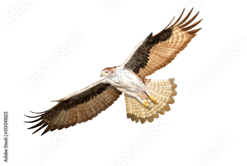 Bonelly's eagle digital illustration photo