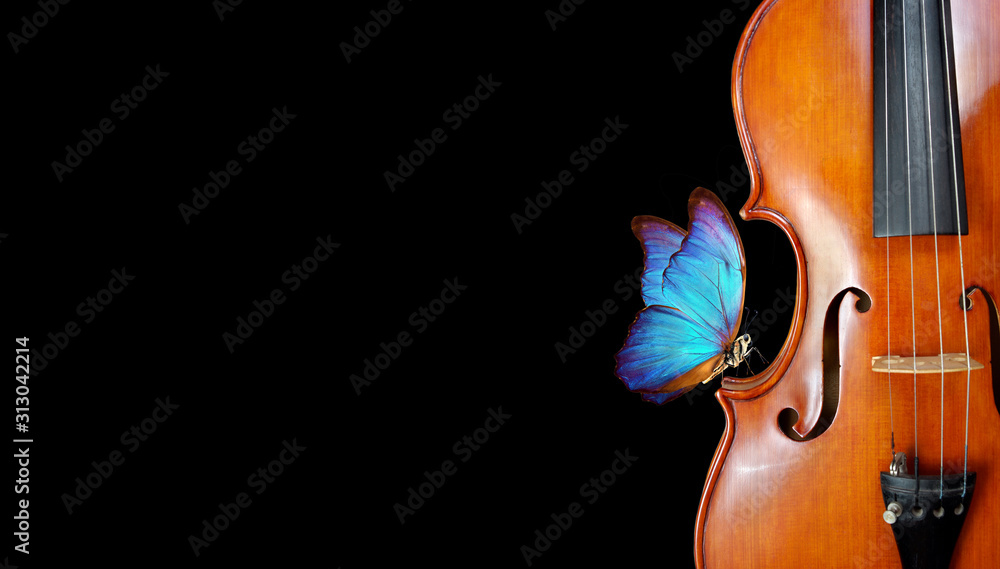 Fototapeta violin isolated on black closeup. beautiful blue butterfly morpho on violin. music concept. copy spaces