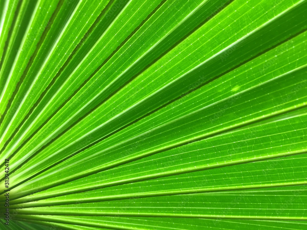 green palm leaf for background. green palm leaf for background.