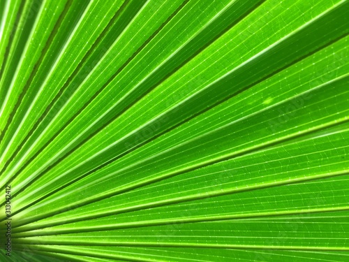 green palm leaf for background.
