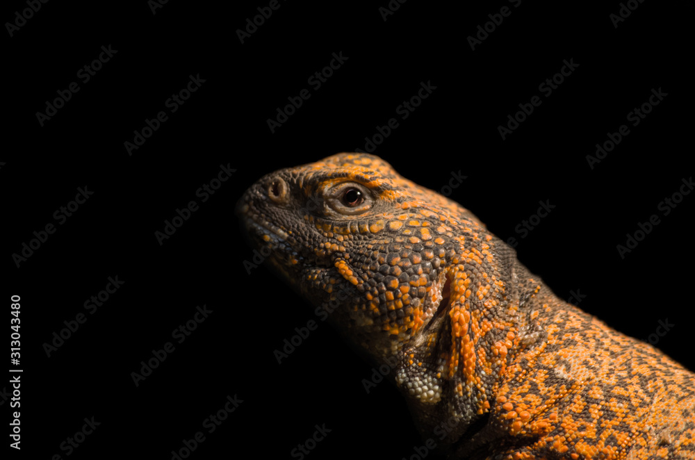 African spiny-tailed lizard close up