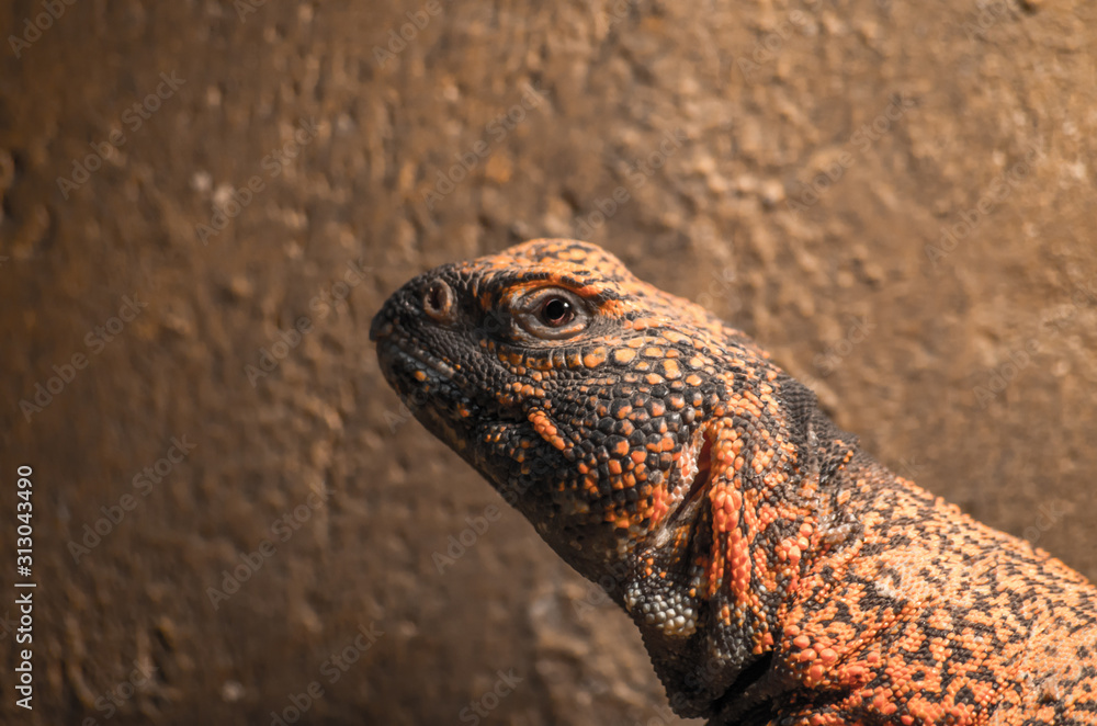 African spiny-tailed lizard close up African spiny-tailed lizard close up