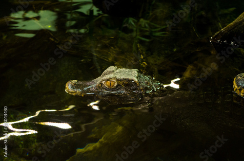 Smooth fronted caiman  Paleosuchus trigonatus  is the second smallest caiman