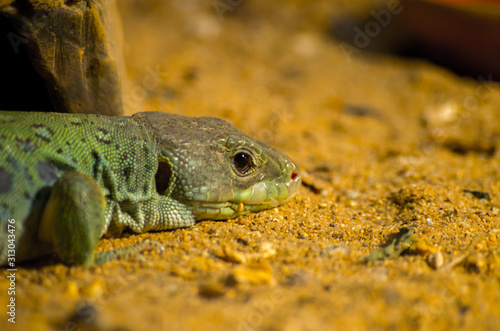 North African Ocellated Lizard close up