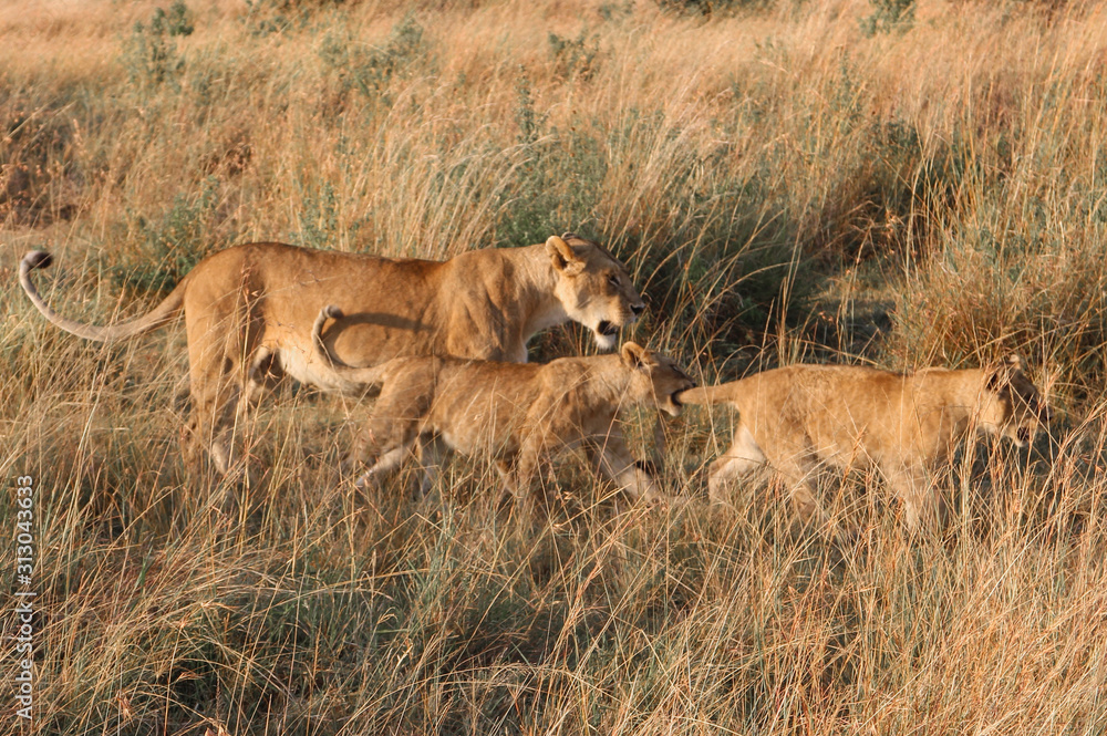 Animals of the Masai Mara prairie in Africa Animals of the Masai Mara prairie in Africa