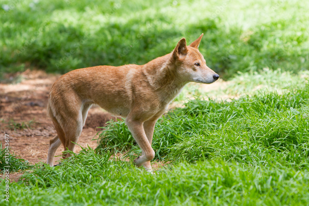 Australian Dingo Australian Dingo